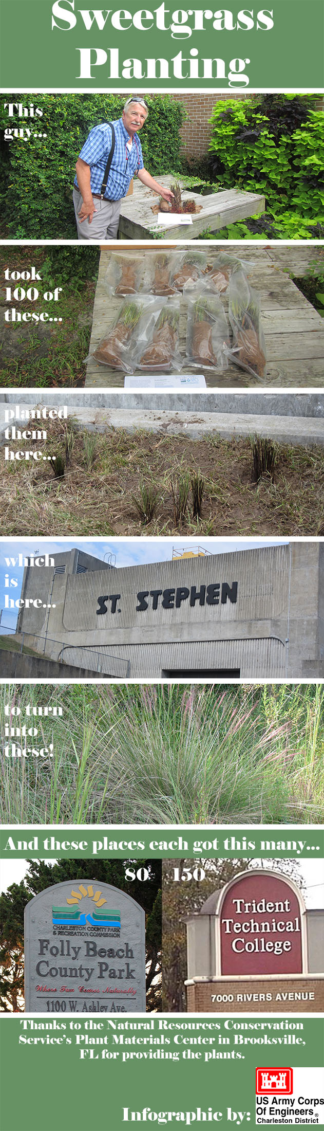 Sweetgrass Planting